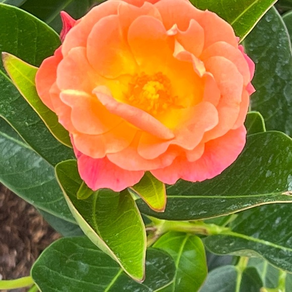 Mentor🤓 - Picture 12 of 16